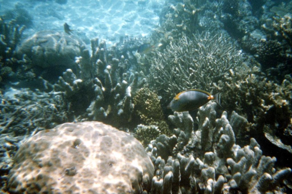 Scott Reef has regenerated © Australian Institute of Marine Science (AIMS) http://www.aims.gov.au/creefs
